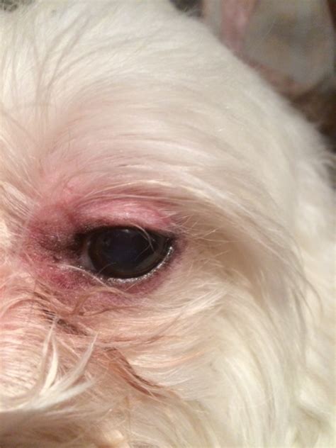 maltese eye problems.